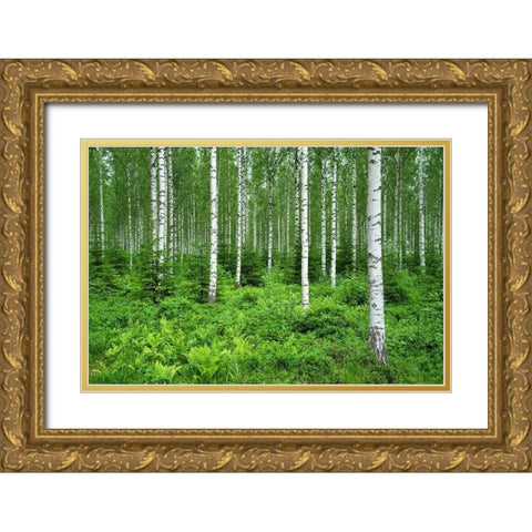 Finlandia-Savonlinna-birches forest Gold Ornate Wood Framed Art Print with Double Matting by Molinari, Michele