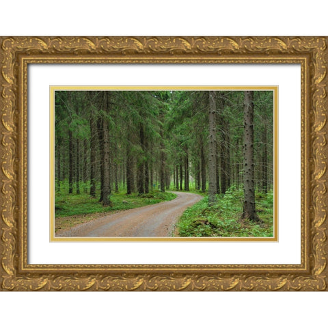 Finlandia-Savonlinna-dirt road in a spruce forest Gold Ornate Wood Framed Art Print with Double Matting by Molinari, Michele