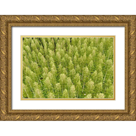 Finlandia-Savonlinna-forest Gold Ornate Wood Framed Art Print with Double Matting by Molinari, Michele