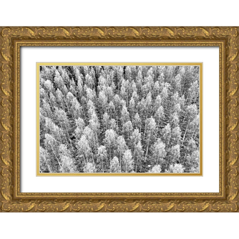 Finlandia-Savonlinna-forest Gold Ornate Wood Framed Art Print with Double Matting by Molinari, Michele