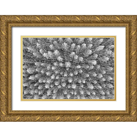 Finlandia-Savonlinna-forest Gold Ornate Wood Framed Art Print with Double Matting by Molinari, Michele