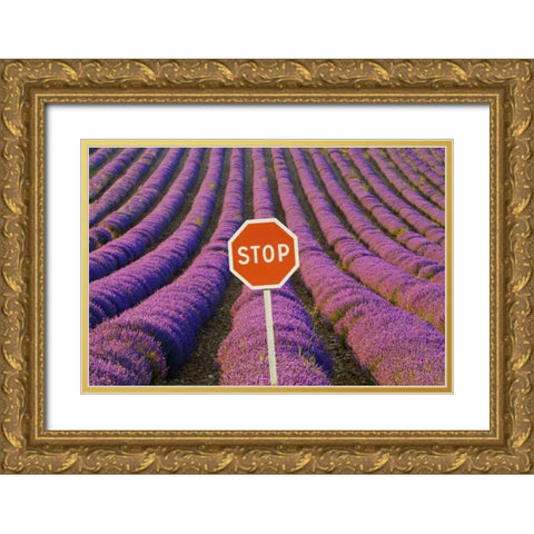 France, Provence Rows of lavender and stop sign Gold Ornate Wood Framed Art Print with Double Matting by Zuckerman, Jim