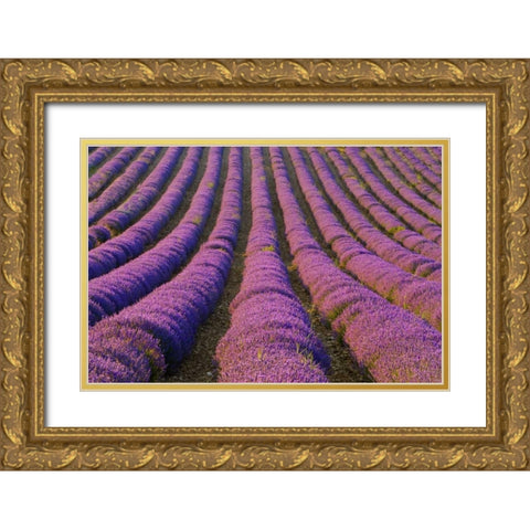 France, Provence Region Orderly rows of lavender Gold Ornate Wood Framed Art Print with Double Matting by Zuckerman, Jim
