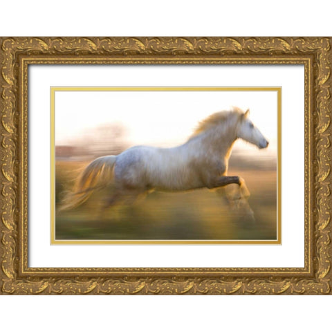 France, Provence White Camargue horse running Gold Ornate Wood Framed Art Print with Double Matting by Zuckerman, Jim