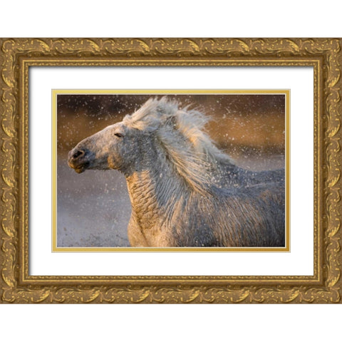 France, Provence Two Camargue horses running Gold Ornate Wood Framed Art Print with Double Matting by Zuckerman, Jim