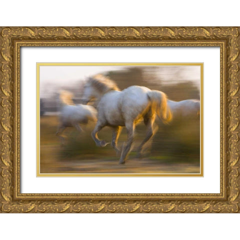 France, Provence White Camargue horses running Gold Ornate Wood Framed Art Print with Double Matting by Zuckerman, Jim
