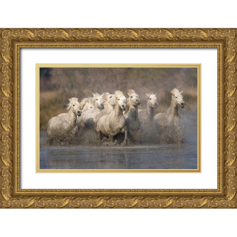 France, Provence White Camargue horses running Gold Ornate Wood Framed Art Print with Double Matting by Zuckerman, Jim