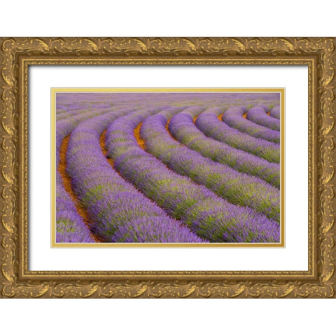 France, Provence region Curved rows of lavender Gold Ornate Wood Framed Art Print with Double Matting by Zuckerman, Jim