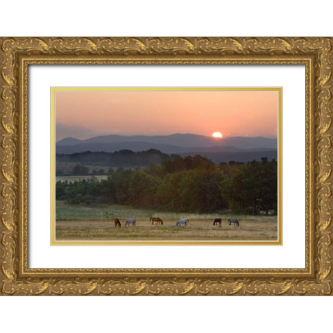 France, Provence region Horses graze at sunrise Gold Ornate Wood Framed Art Print with Double Matting by Zuckerman, Jim