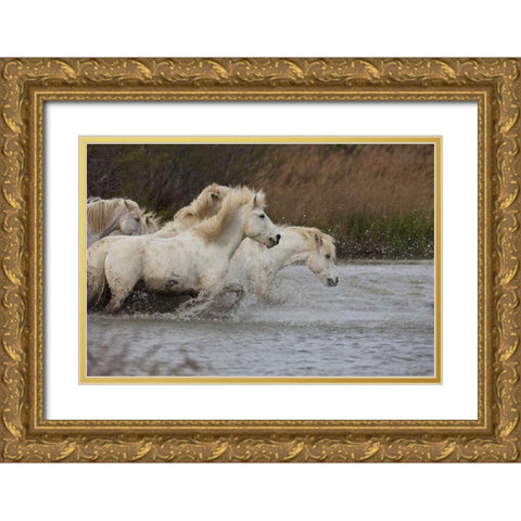 France, Provence White Camargue horses running Gold Ornate Wood Framed Art Print with Double Matting by Zuckerman, Jim