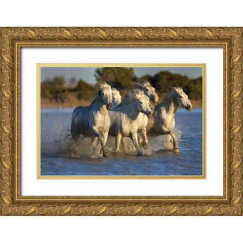 France, Provence White Camargue horses running Gold Ornate Wood Framed Art Print with Double Matting by Zuckerman, Jim
