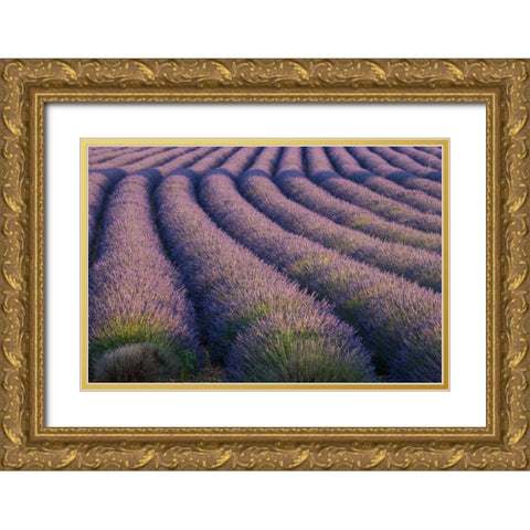 Europe, France Rows of lavender in Provence Gold Ornate Wood Framed Art Print with Double Matting by Anon, Ellen