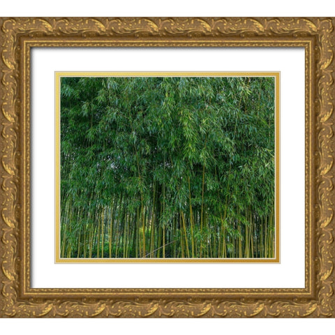 France-Giverny Bamboo forest in Monets Garden  Gold Ornate Wood Framed Art Print with Double Matting by Jaynes Gallery