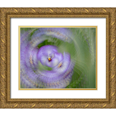 France-Giverny Abstract of purple pansy  Gold Ornate Wood Framed Art Print with Double Matting by Jaynes Gallery