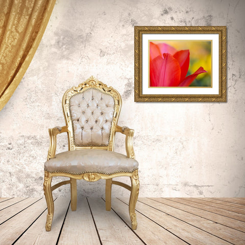 France-Giverny Close-up of red tulip petals  Gold Ornate Wood Framed Art Print with Double Matting by Jaynes Gallery