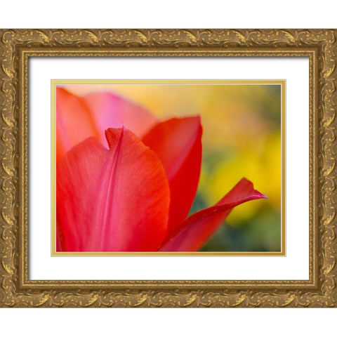 France-Giverny Close-up of red tulip petals  Gold Ornate Wood Framed Art Print with Double Matting by Jaynes Gallery