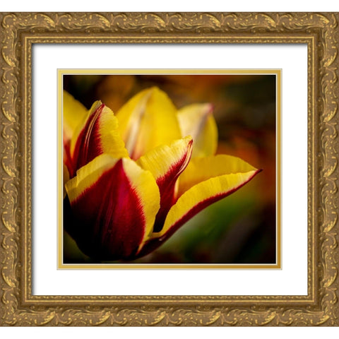 France-Giverny Close-up orange and yellow tulip petals  Gold Ornate Wood Framed Art Print with Double Matting by Jaynes Gallery