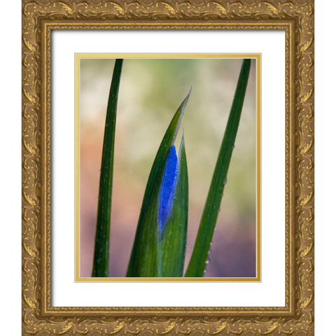 France-Giverny Close-up of emerging purple iris  Gold Ornate Wood Framed Art Print with Double Matting by Jaynes Gallery