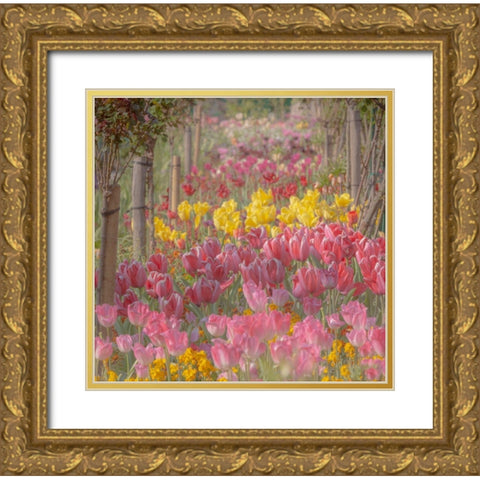 France-Giverny Tulips in Monets Garden  Gold Ornate Wood Framed Art Print with Double Matting by Jaynes Gallery