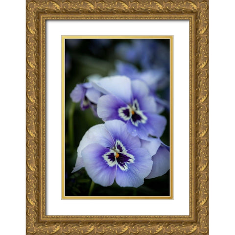 France-Giverny Close-up of purple pansies  Gold Ornate Wood Framed Art Print with Double Matting by Jaynes Gallery