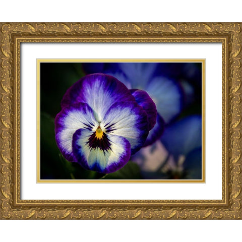 France-Giverny Close-up of purple pansies  Gold Ornate Wood Framed Art Print with Double Matting by Jaynes Gallery