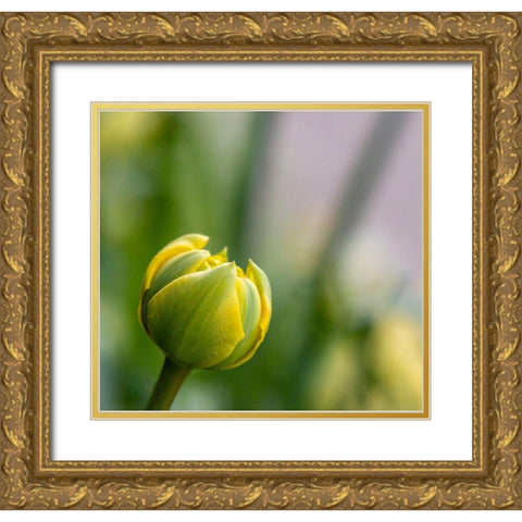 France-Giverny Close-up of a yellow tulip bud in Monets Garden  Gold Ornate Wood Framed Art Print with Double Matting by Jaynes Gallery