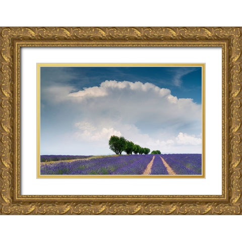 Europe-France-Provence-Valensole Plateau-Clouds over rows of lavender and trees Gold Ornate Wood Framed Art Print with Double Matting by Jaynes Gallery