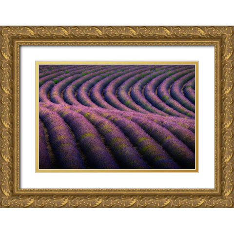 Europe-France-Provence-Valensole Plateau-Rows of ripe lavender Gold Ornate Wood Framed Art Print with Double Matting by Jaynes Gallery