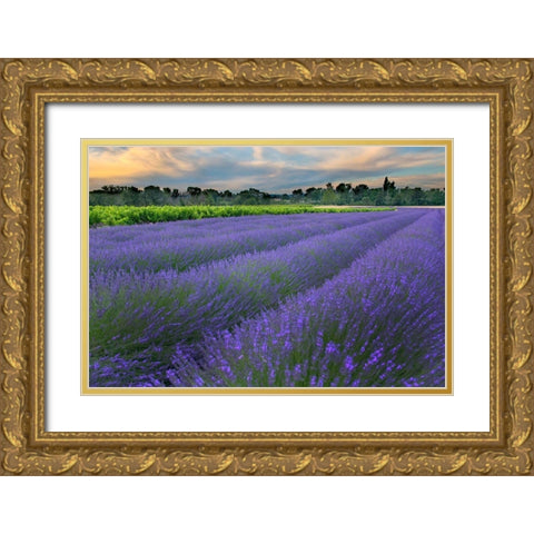 France-Provence-Salt-Lavender field at sunrise Gold Ornate Wood Framed Art Print with Double Matting by Steve Mohlenkamp