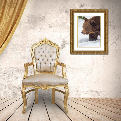 Eurasian brown bear in deep snow-During winter in National Park Bavarian Forest Germany-Bavaria Gold Ornate Wood Framed Art Print with Double Matting by Zwick, Martin