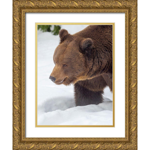 Eurasian brown bear in deep snow-During winter in National Park Bavarian Forest Germany-Bavaria Gold Ornate Wood Framed Art Print with Double Matting by Zwick, Martin