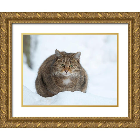 European wildcat during winter in deep snow in National Park Bavarian Forest Germany-Bavaria Gold Ornate Wood Framed Art Print with Double Matting by Zwick, Martin