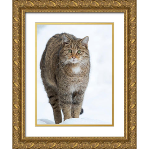 European wildcat during winter in deep snow in National Park Bavarian Forest Germany-Bavaria Gold Ornate Wood Framed Art Print with Double Matting by Zwick, Martin