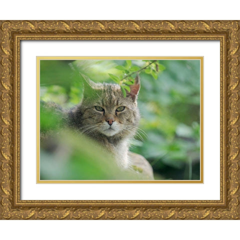 European wildcat in Wildkatzendorf Huetscheroda (wildcat village)-Hainich-Thuringia-Germany Gold Ornate Wood Framed Art Print with Double Matting by Zwick, Martin