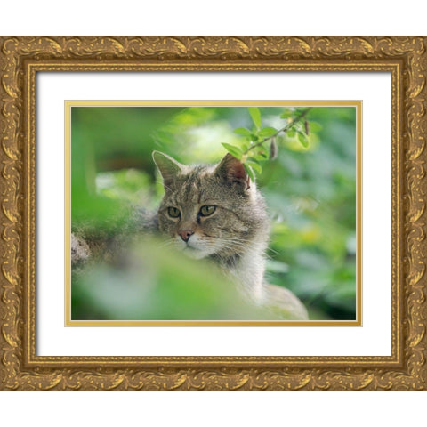 European wildcat in Wildkatzendorf Huetscheroda (wildcat village)-Hainich-Thuringia-Germany Gold Ornate Wood Framed Art Print with Double Matting by Zwick, Martin