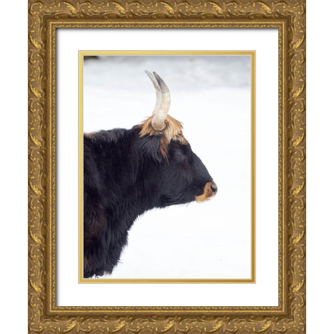 Heck Cattle -an attempt to breed back the extinct Aurochs from domestic cattle Germany-Bavaria Gold Ornate Wood Framed Art Print with Double Matting by Zwick, Martin