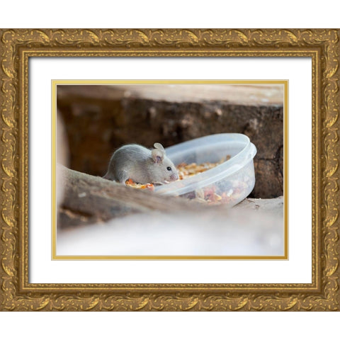 House mouse in Wildkatzendorf Huetscheroda (wildcat village)-Hainich-Thuringia-Germany Gold Ornate Wood Framed Art Print with Double Matting by Zwick, Martin