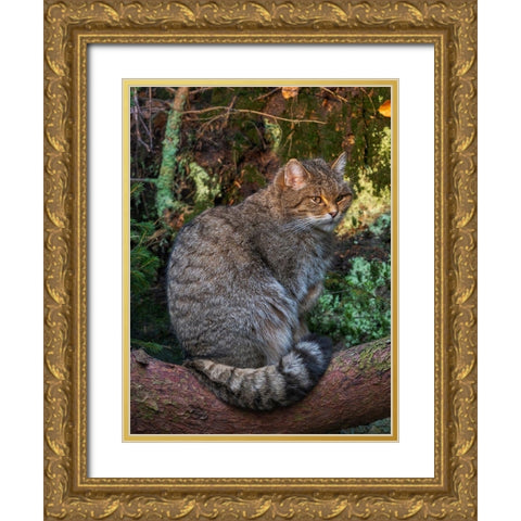 European wildcat in National Park Bavarian Forest Germany-Bavaria Gold Ornate Wood Framed Art Print with Double Matting by Zwick, Martin
