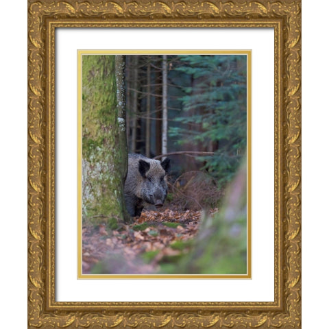 Wild boar during winter in high forest Bavarian Forest National Park Germany-Bavaria Gold Ornate Wood Framed Art Print with Double Matting by Zwick, Martin