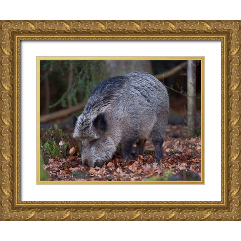 Wild boar during winter in high forest Bavarian Forest National Park Germany-Bavaria Gold Ornate Wood Framed Art Print with Double Matting by Zwick, Martin