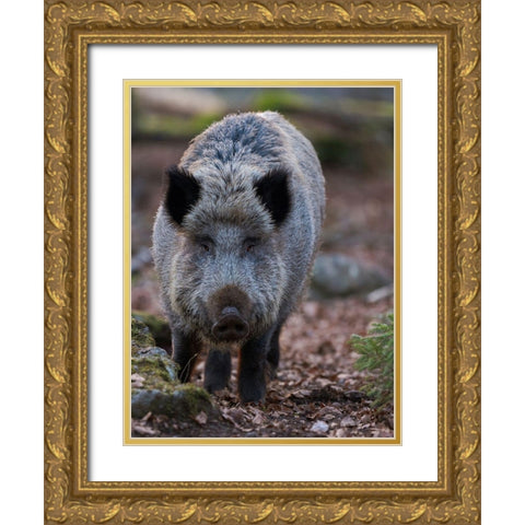 Wild boar during winter in high forest Bavarian Forest National Park Germany-Bavaria Gold Ornate Wood Framed Art Print with Double Matting by Zwick, Martin