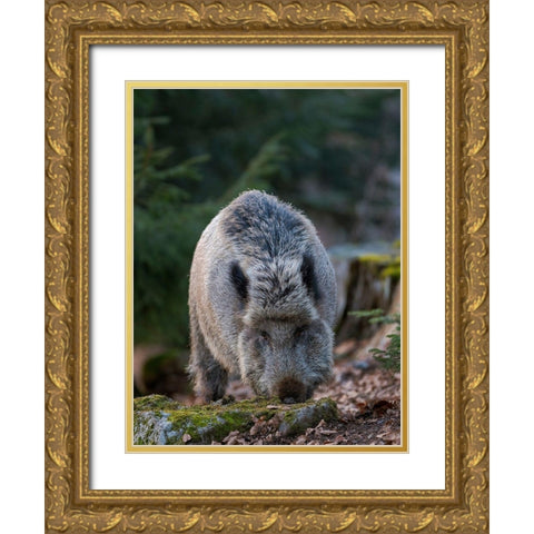 Wild boar during winter in high forest Bavarian Forest National Park Germany-Bavaria Gold Ornate Wood Framed Art Print with Double Matting by Zwick, Martin