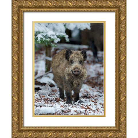 Wild boar during winter in high forest Bavarian Forest National Park Germany-Bavaria Gold Ornate Wood Framed Art Print with Double Matting by Zwick, Martin
