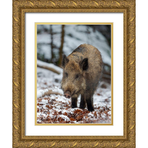 Wild boar during winter in high forest Bavarian Forest National Park Germany-Bavaria Gold Ornate Wood Framed Art Print with Double Matting by Zwick, Martin