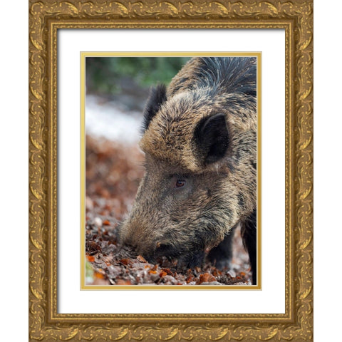 Wild boar during winter in high forest Bavarian Forest National Park Germany-Bavaria Gold Ornate Wood Framed Art Print with Double Matting by Zwick, Martin