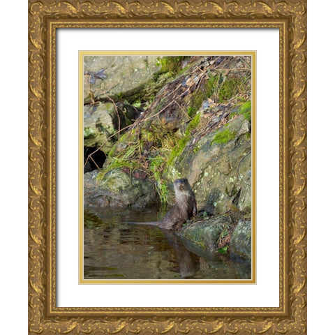 Eurasian Otter (Lutra lutra) during winter Bavarian Forest National Park Germany-Bavaria Gold Ornate Wood Framed Art Print with Double Matting by Zwick, Martin