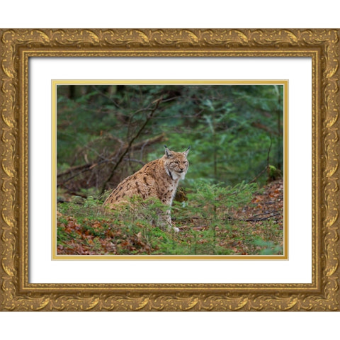 Eurasian Lynx (Lynx lynx ) during winter Bavarian Forest National Park Germany-Bavaria Gold Ornate Wood Framed Art Print with Double Matting by Zwick, Martin