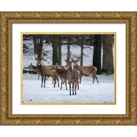 Red deer (Cervus elaphus) during winter Bavarian Forest National Park Germany-Bavaria Gold Ornate Wood Framed Art Print with Double Matting by Zwick, Martin