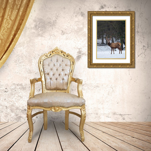 Red deer (Cervus elaphus) during winter Bavarian Forest National Park Germany-Bavaria Gold Ornate Wood Framed Art Print with Double Matting by Zwick, Martin