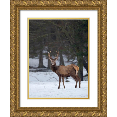 Red deer (Cervus elaphus) during winter Bavarian Forest National Park Germany-Bavaria Gold Ornate Wood Framed Art Print with Double Matting by Zwick, Martin